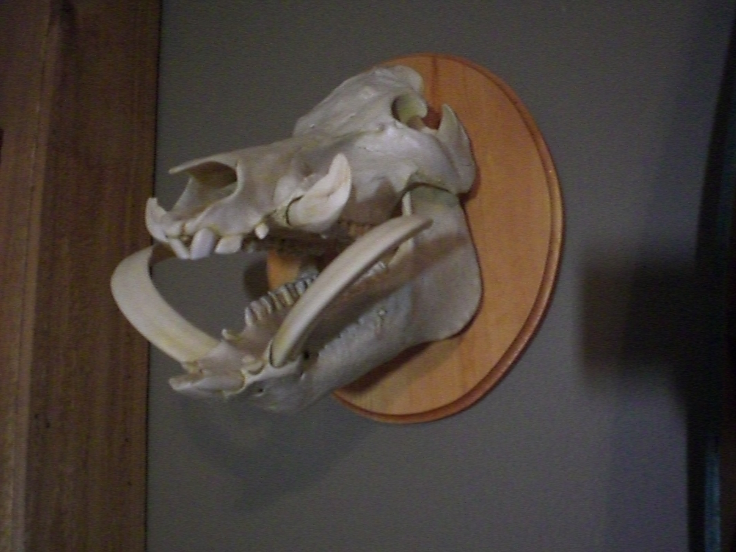 Links Jackson's Deer Processing Crosby Texas Sausage Hogs Exotic Houston